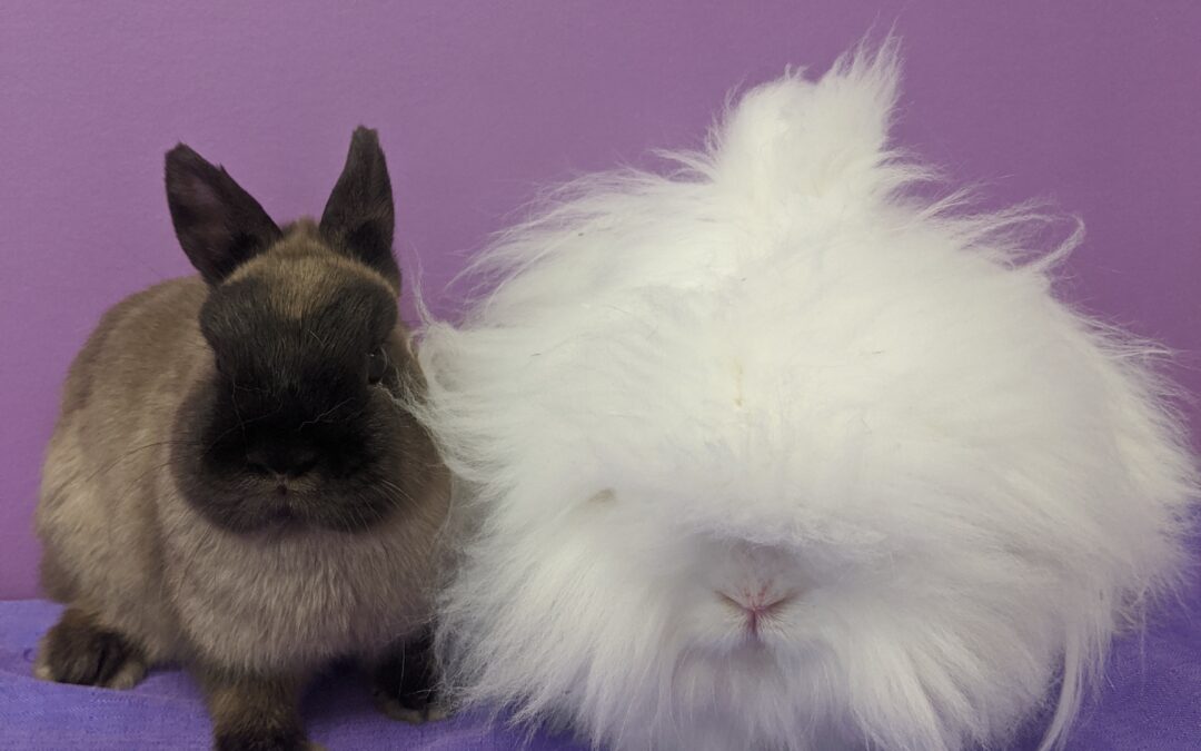 Two rabbits, one small and brown, the other large, white and very furry.